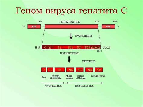 Значение гепатита С с отрицательным РНК