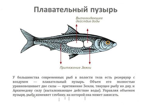 Значение забагренной рыбы