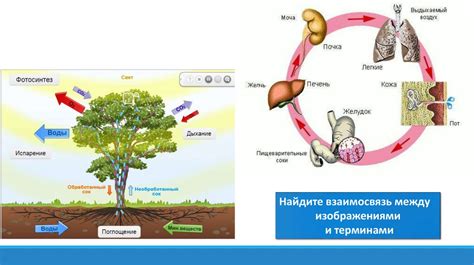 Значение звуковых явлений для живых организмов