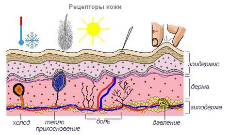 Значение здоровой кожи для организма