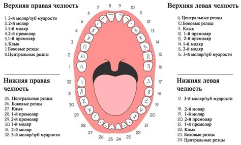 Значение зубов в мифологии и традициях