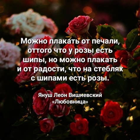 Значение изречения "Не уколовшись шипами розы не сорвешь"