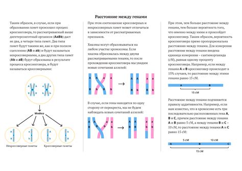 Значение и объяснение расстояния между генами 10 Морганид