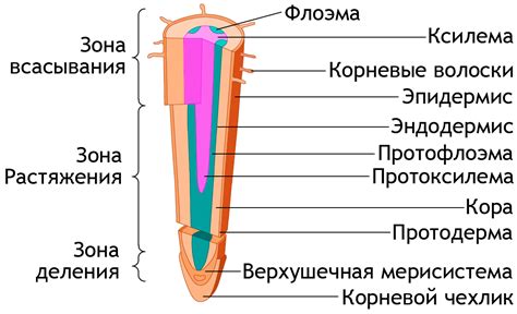 Значение и особенности корня «Интер»