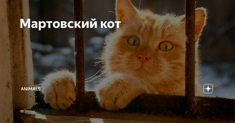 Значение и происхождение выражения "Мартовский кот"