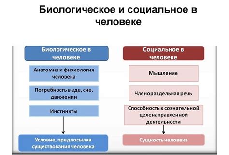 Значение и сущность человека