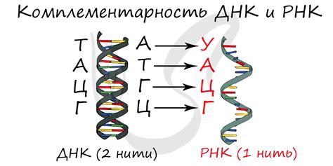 Значение качественного анализа РНК в науке и медицине