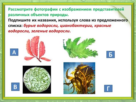 Значение классификации объектов природы