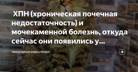 Значение количества кошек в сновидении