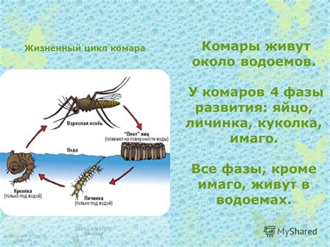 Значение комара в пословице