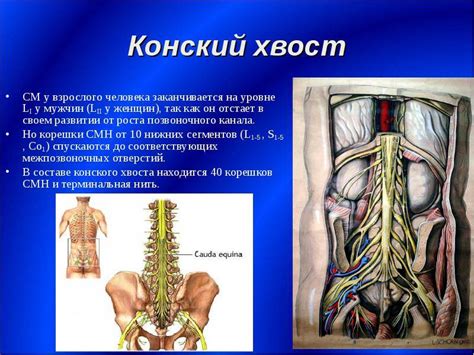 Значение корешков конского хвоста в медицине