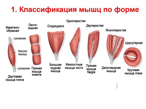 Значение косых мышц: функции и особенности