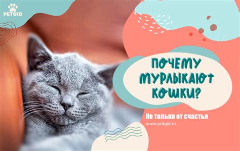 Значение кошачьего мурчания