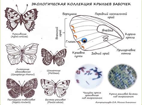 Значение крыльев бабочки