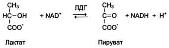 Значение лактатдегидрогеназы в организме