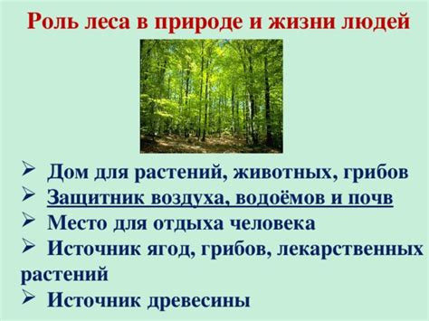 Значение леса для природы и человека