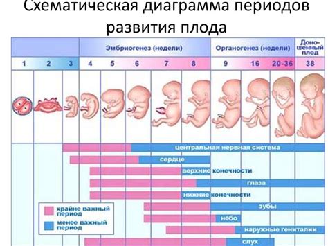 Значение локализации кольца для развития плода