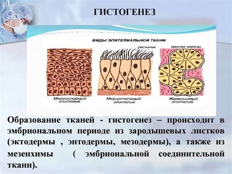 Значение микроскопического строения