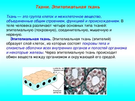 Значение многоядерных клеток для обновления тканей