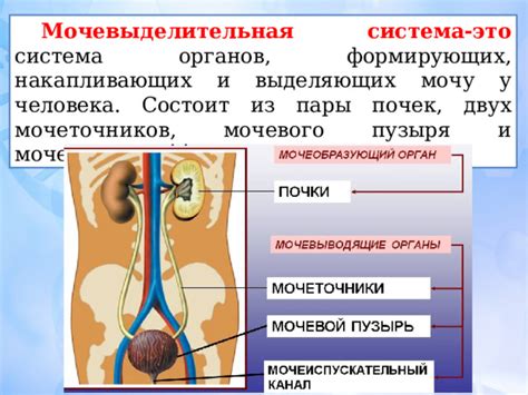 Значение мочеточников в организме человека