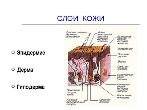 Значение мягкой кожи