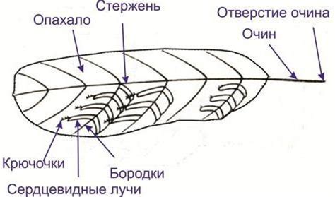 Значение нахождения пера птицы: почему это важно?