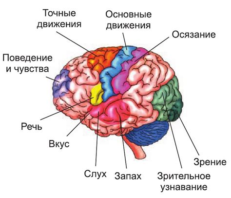 Значение нейротрофического фактора мозга для развития и ремоделирования мозга