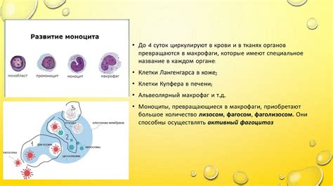 Значение нейтрофилов в организме человека