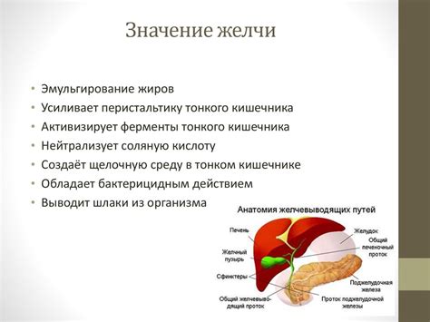 Значение нечеткого контура поджелудочной железы