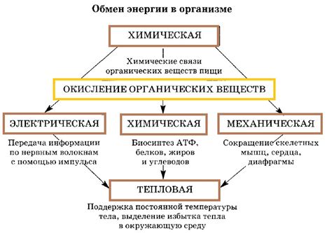 Значение низкого уровня обмена веществ для организма