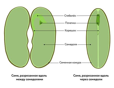 Значение оболочки семени подсолнечника в различных контекстах сновидений