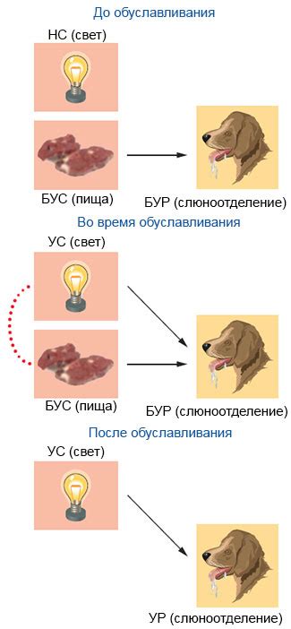 Значение обуславливания