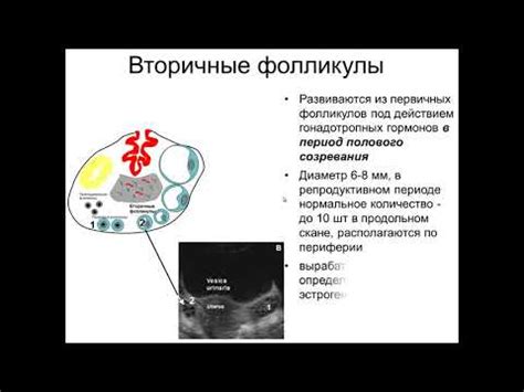 Значение онкоцитологии в диагностике рака плоского эпителия