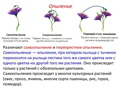 Значение опыления в природе: