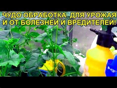 Значение опылителя для урожая огурцов