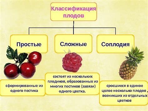 Значение пестиков в формировании плодов