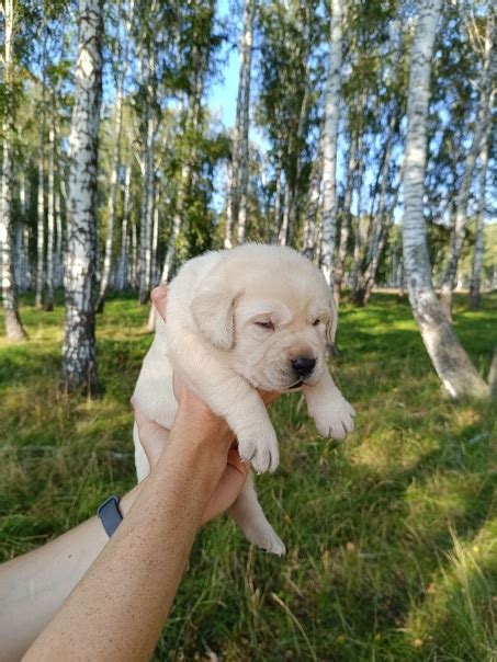 Значение пет-класса для выставочной карьеры