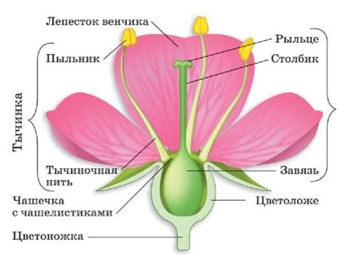 Значение плюса в цветке