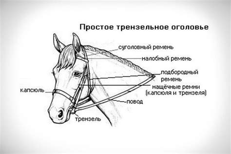 Значение подрезки уздечки у лошади