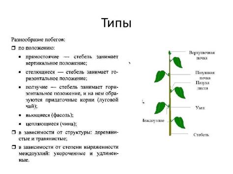 Значение полости стеблей для растений