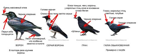 Значение присутствия грача на листве