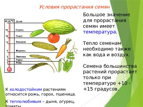 Значение прорастания для полевых культур