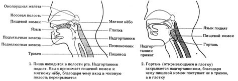 Значение процесса глотания