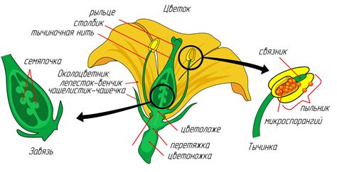 Значение процесса распускания цветка