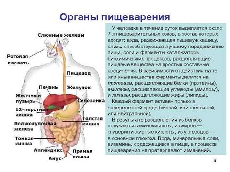 Значение пунктата для организма