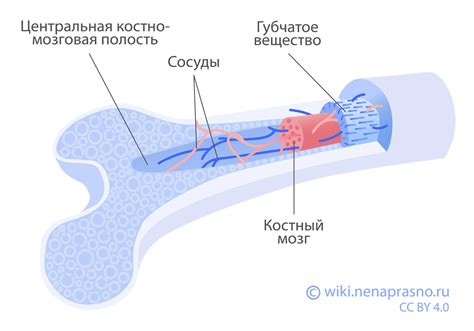 Значение пунктата костного мозга для организма