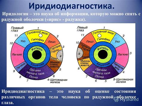 Значение радужной оболочки для аккомодации глаза