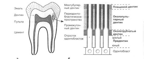 Значение раковины зуба в психологическом аспекте