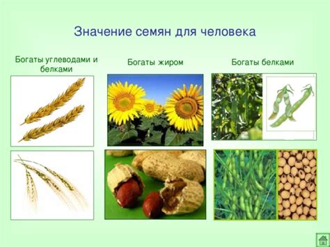 Значение репродуктивных семян для человека