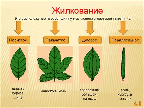 Значение рисования листьев в символике и толкование